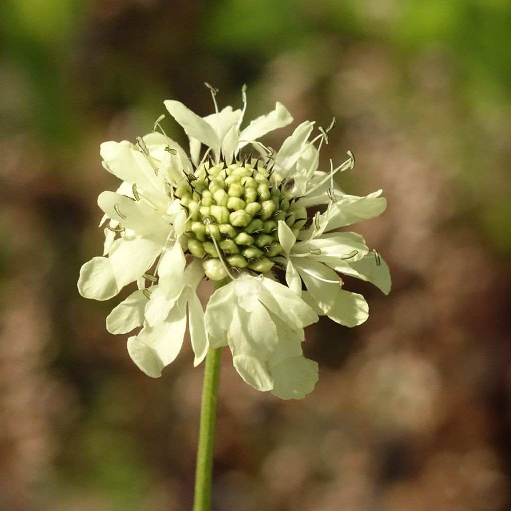 Kaukasiankirahvinkukka - Cephalaria gigantea