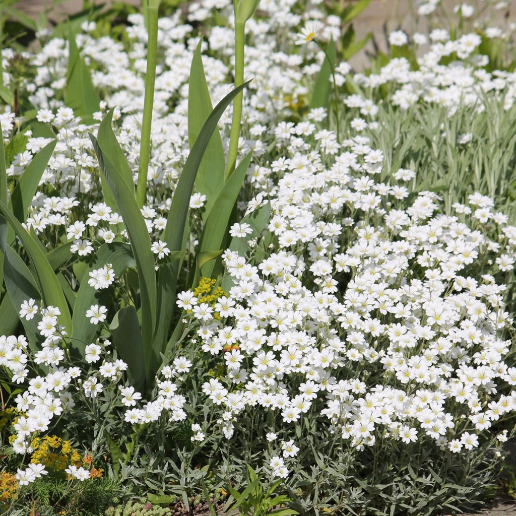Nukkahärkki - Cerastium biebersteinii