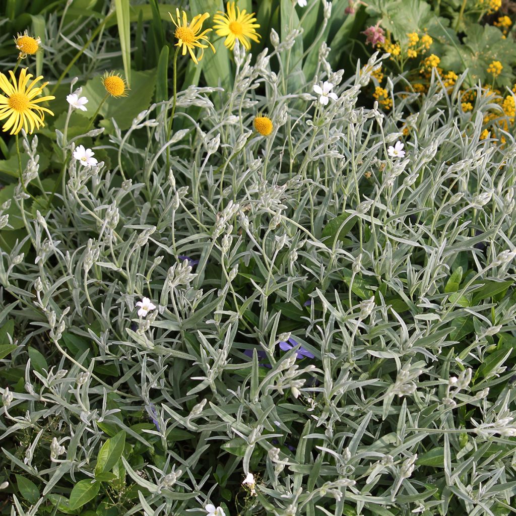 Nukkahärkki - Cerastium biebersteinii
