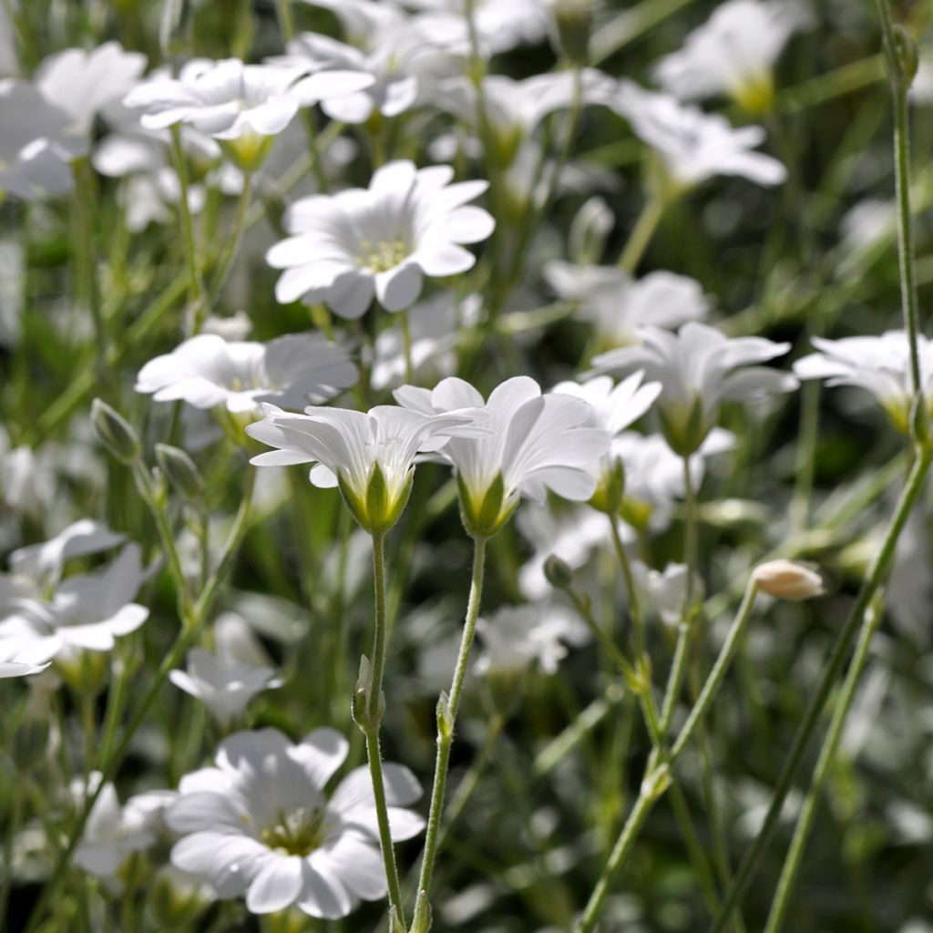 Nukkahärkki - Cerastium biebersteinii