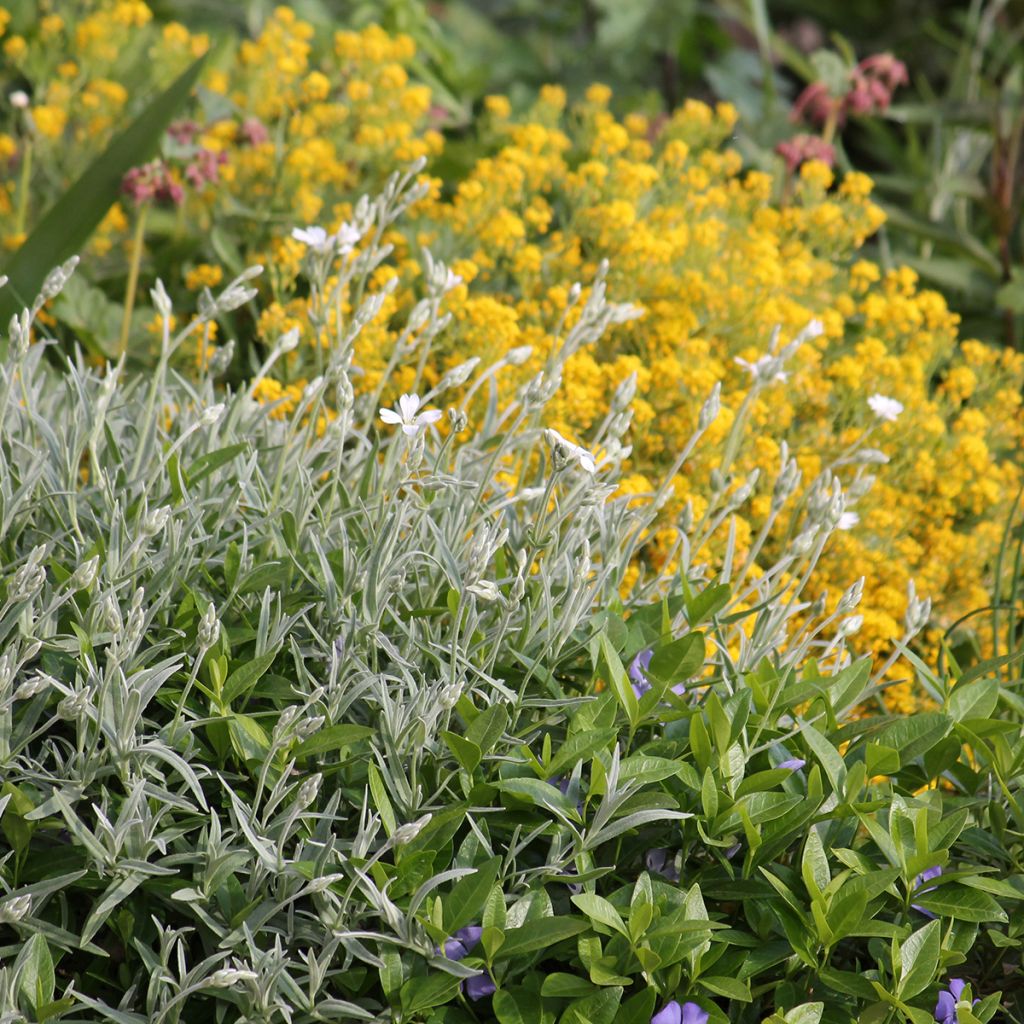 Nukkahärkki - Cerastium biebersteinii