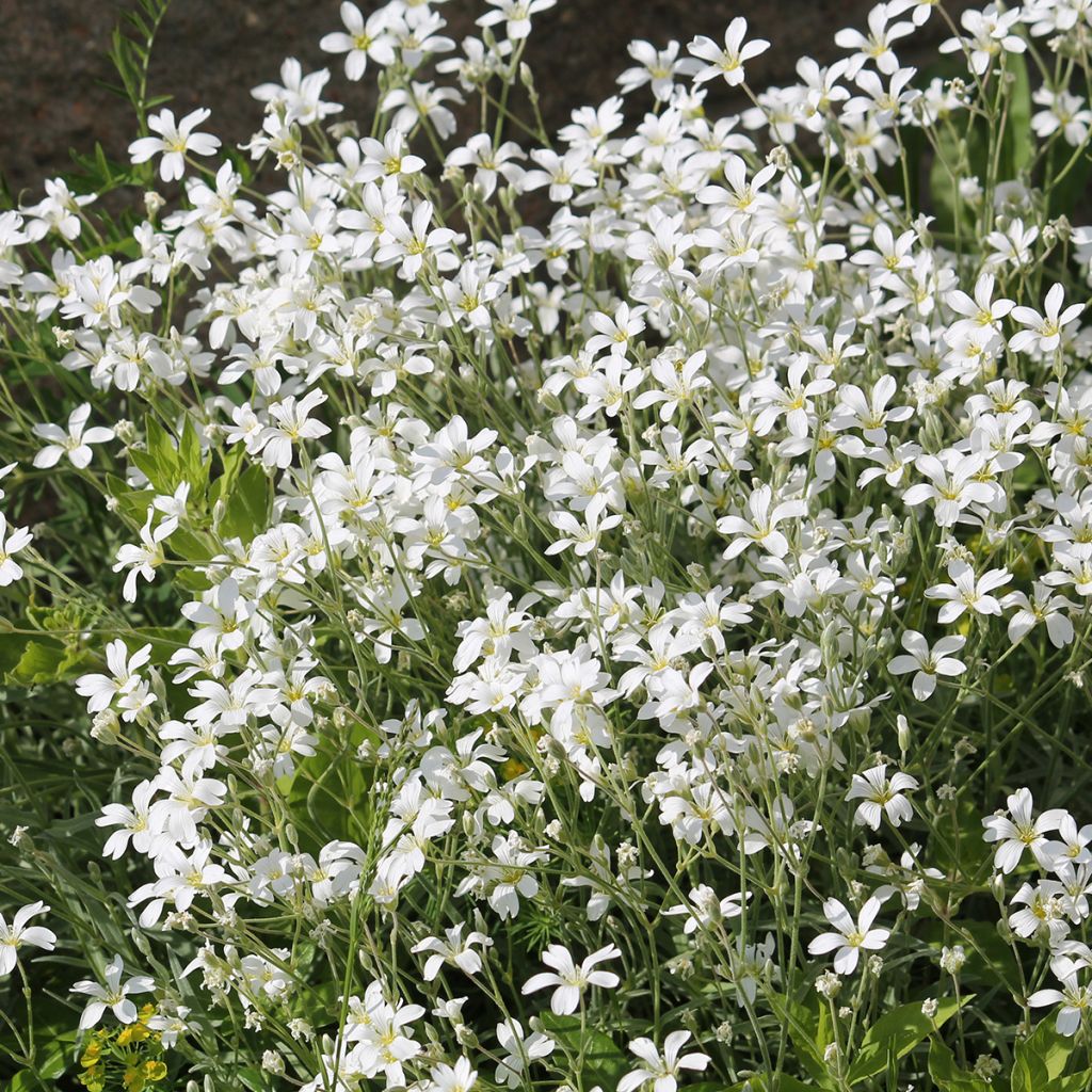 Nukkahärkki - Cerastium biebersteinii