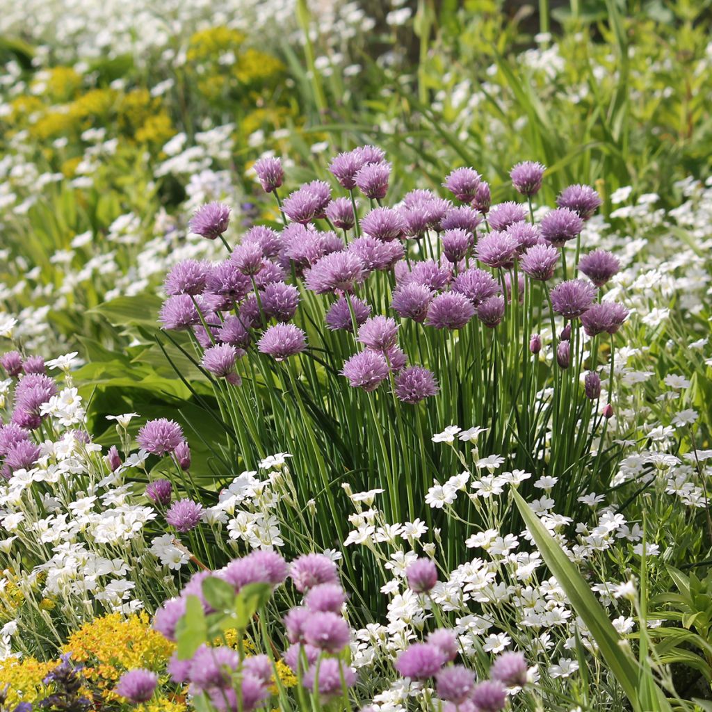Nukkahärkki - Cerastium biebersteinii