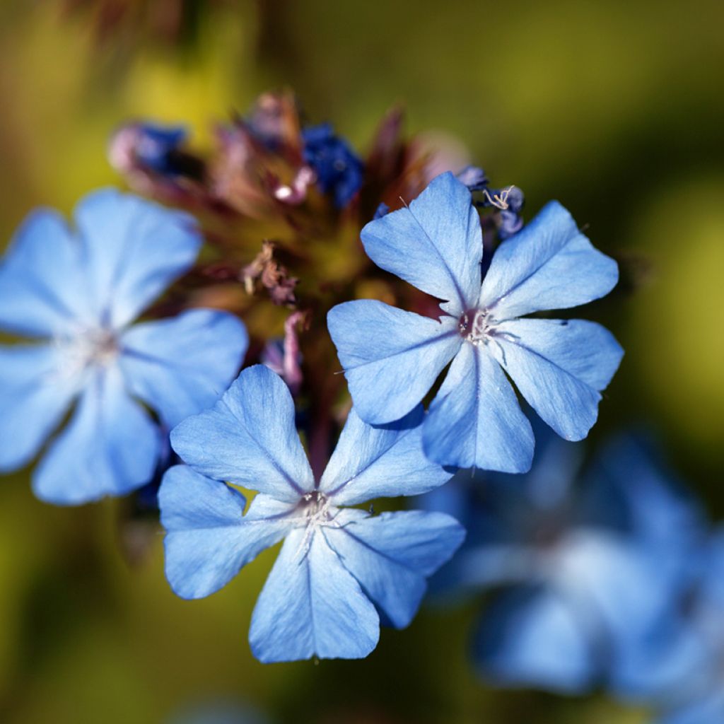 Siniko - Ceratostigma griffithii