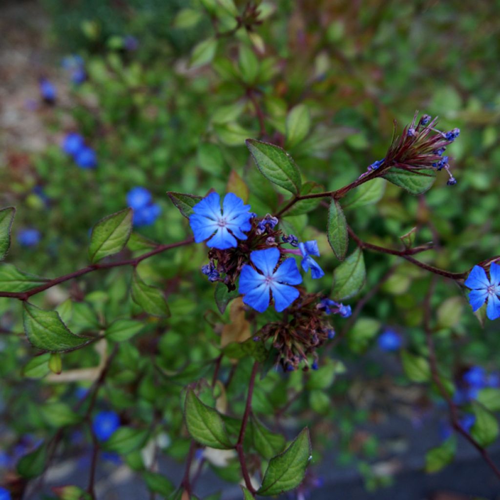 Siniko - Ceratostigma griffithii