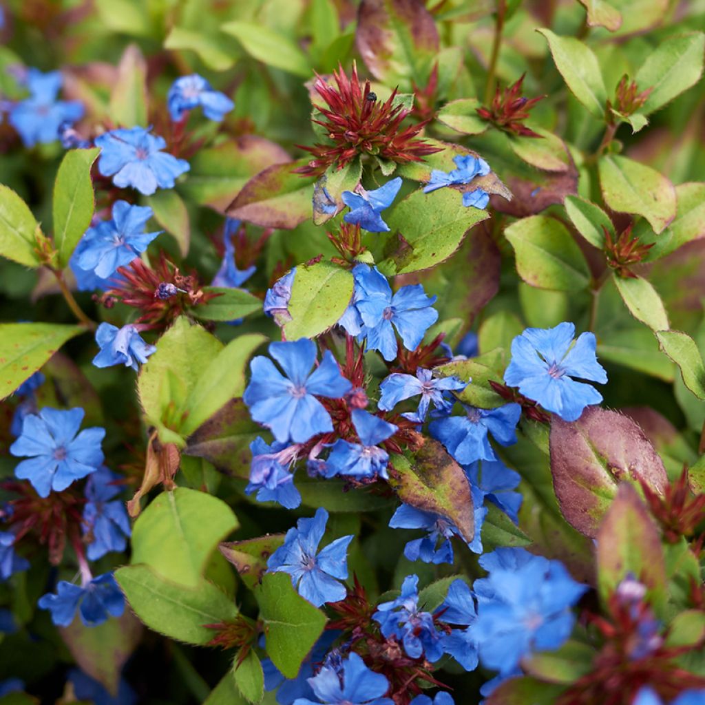 Kalliosinikko - Ceratostigma plumbaginoides
