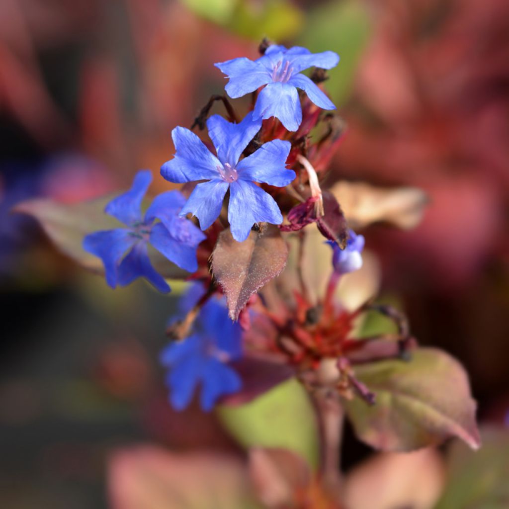 Kalliosinikko - Ceratostigma plumbaginoides