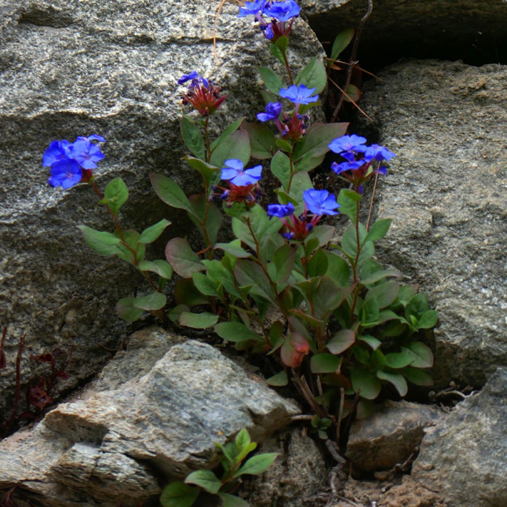 Kalliosinikko - Ceratostigma plumbaginoides
