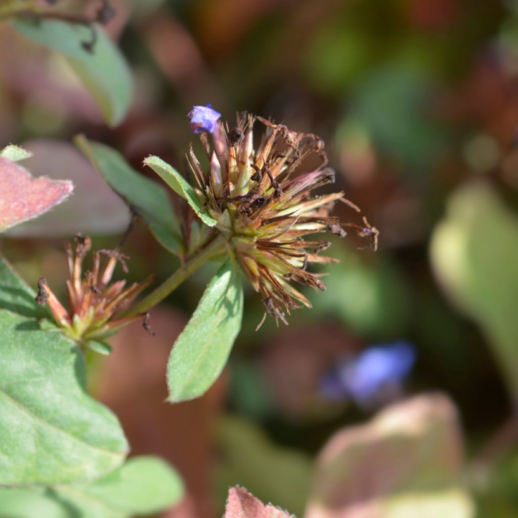 Kalliosinikko - Ceratostigma plumbaginoides