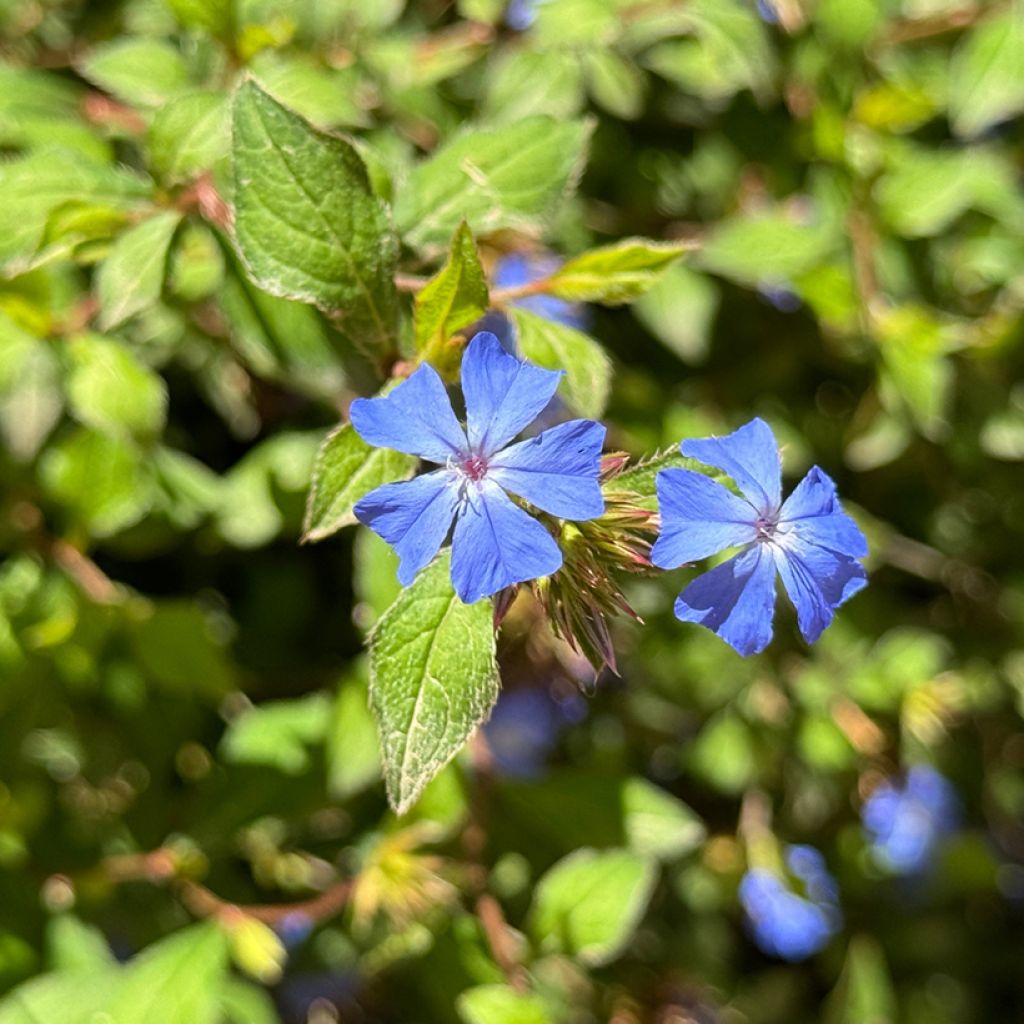 Kalliosinikko - Ceratostigma plumbaginoides