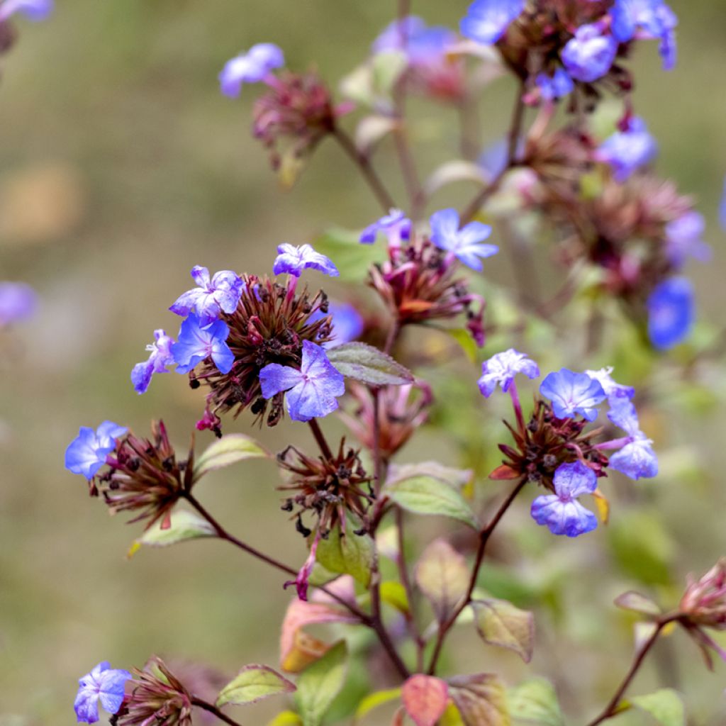 Laaksosinikko - Ceratostigma willmottianum
