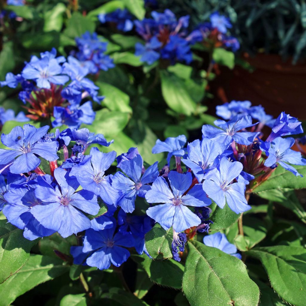 Laaksosinikko - Ceratostigma willmottianum