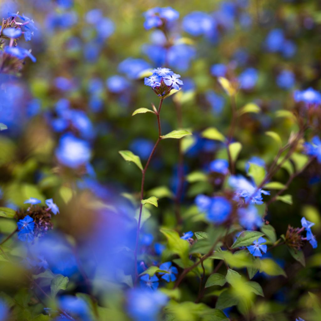 Laaksosinikko - Ceratostigma willmottianum