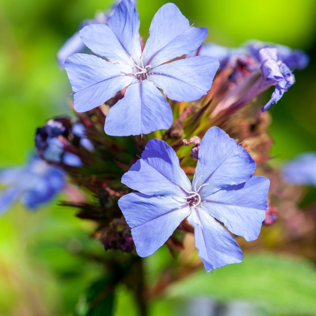 Laaksosinikko - Ceratostigma willmottianum