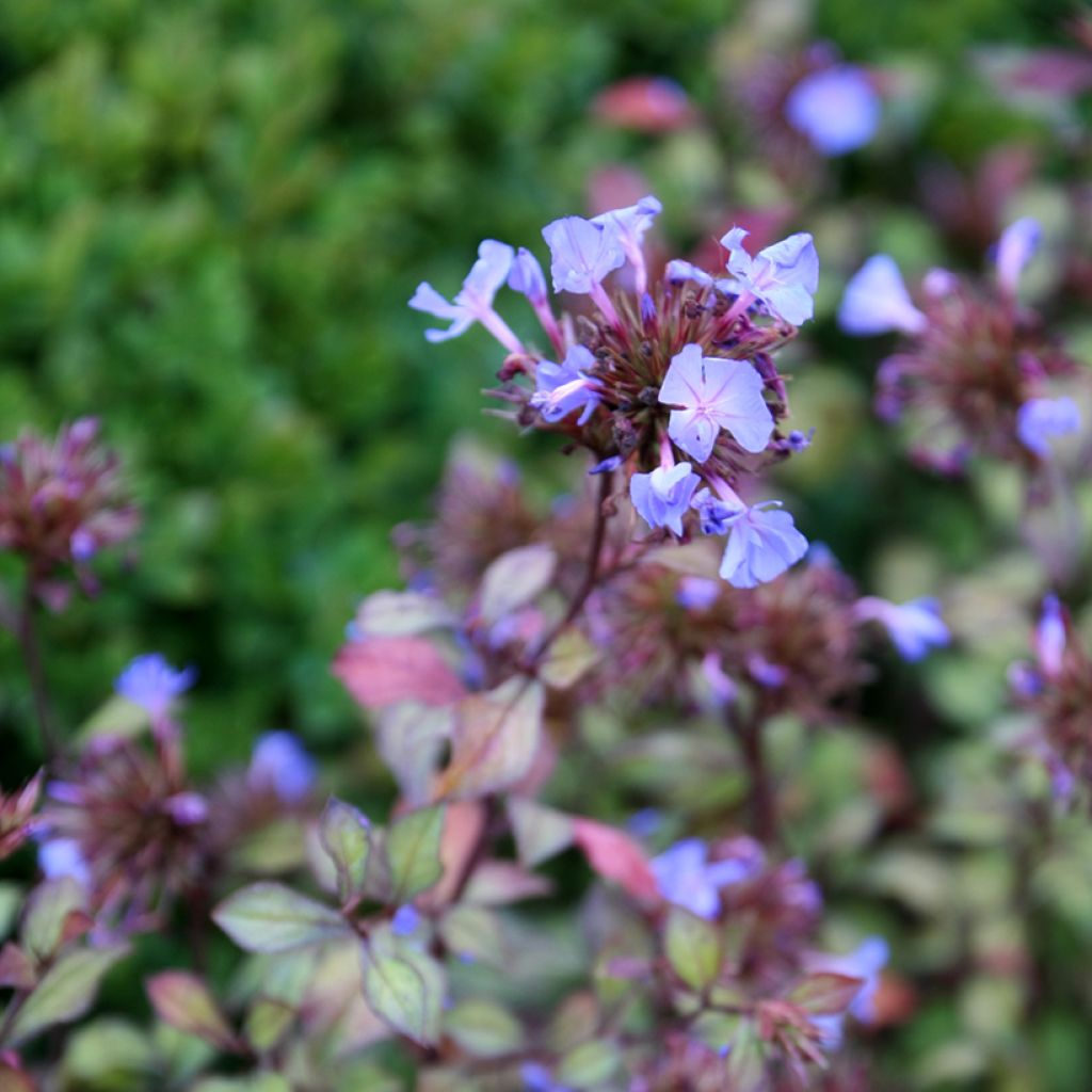 Laaksosinikko - Ceratostigma willmottianum