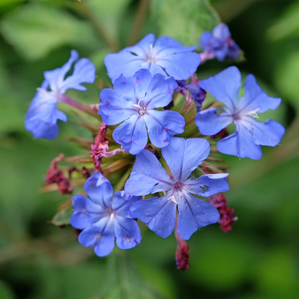 Laaksosinikko Forest Blue