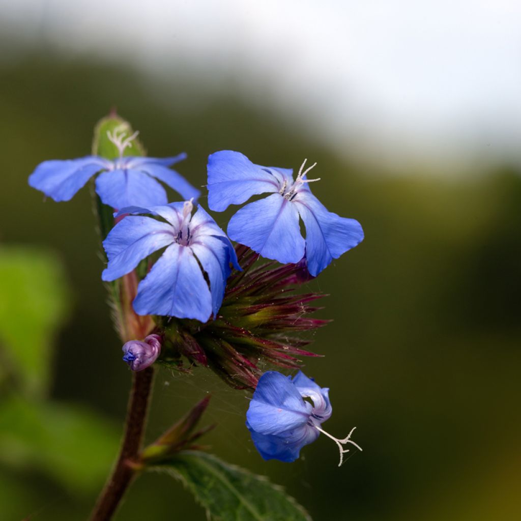 Laaksosinikko Forest Blue