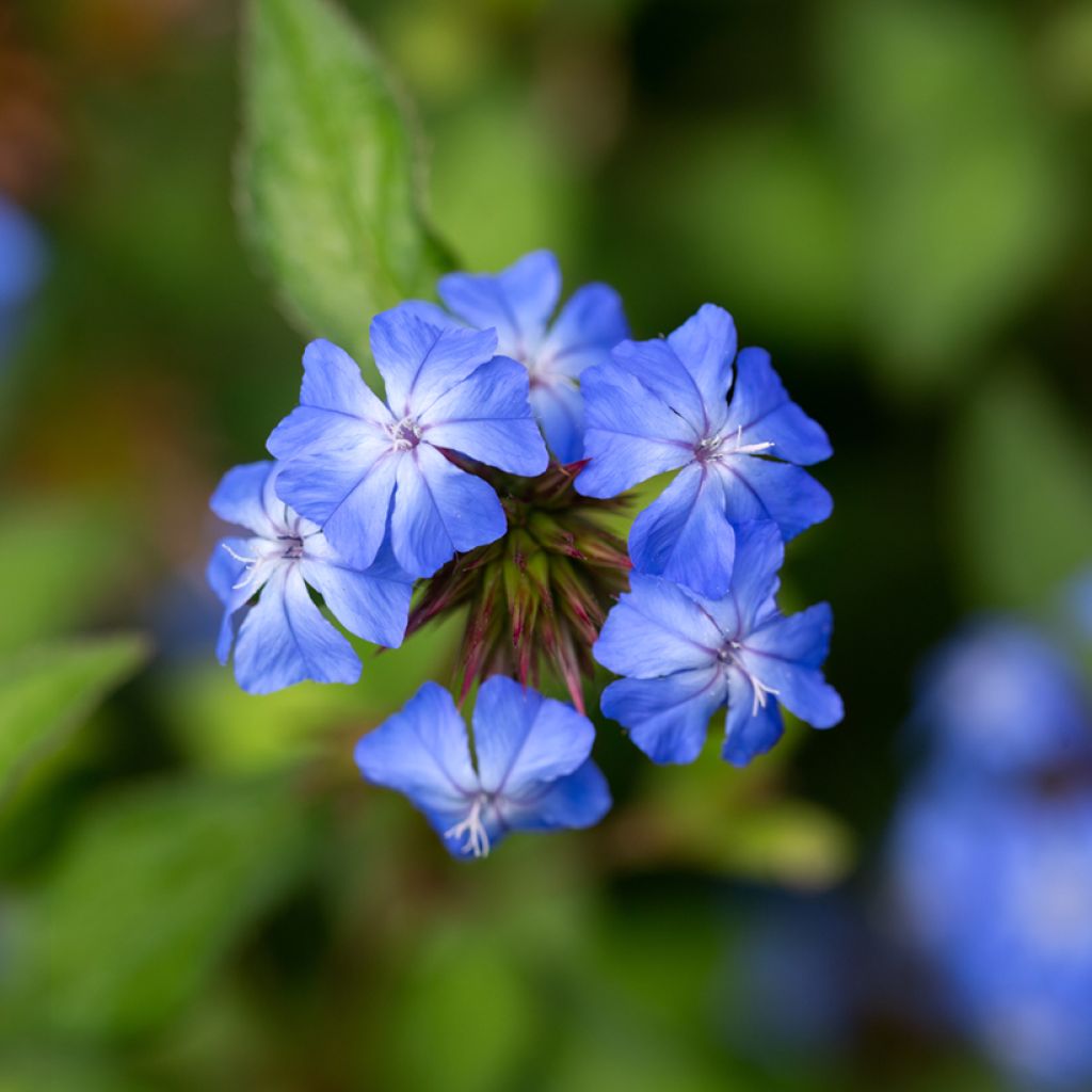 Laaksosinikko Forest Blue