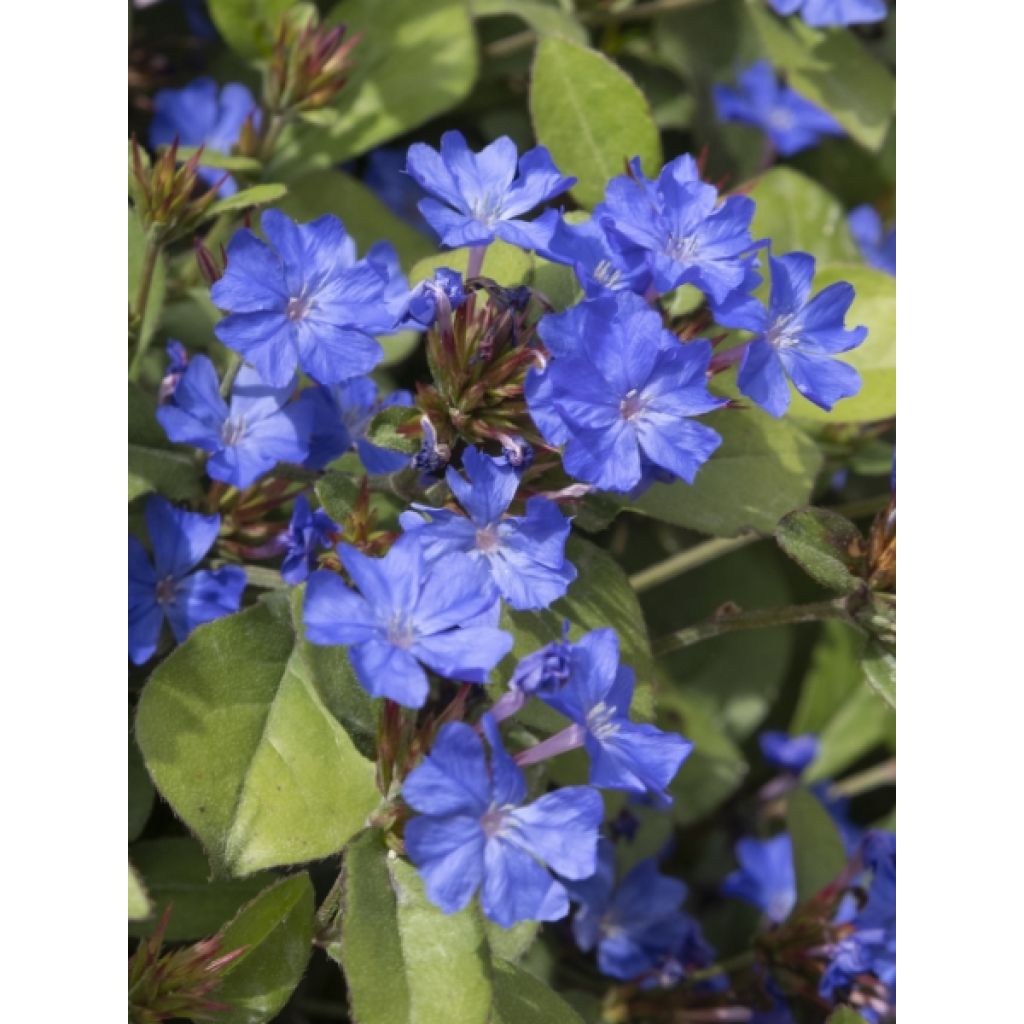 Kalliosinikko - Ceratostigma plumbaginoides
