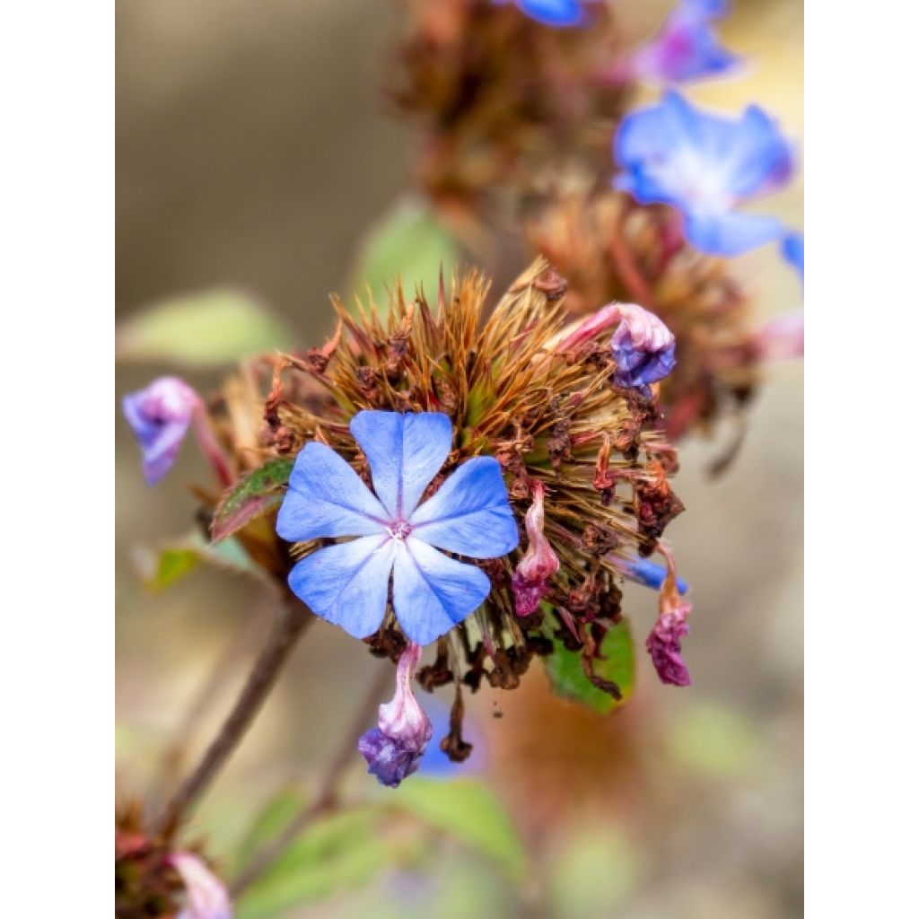 Kalliosinikko - Ceratostigma plumbaginoides