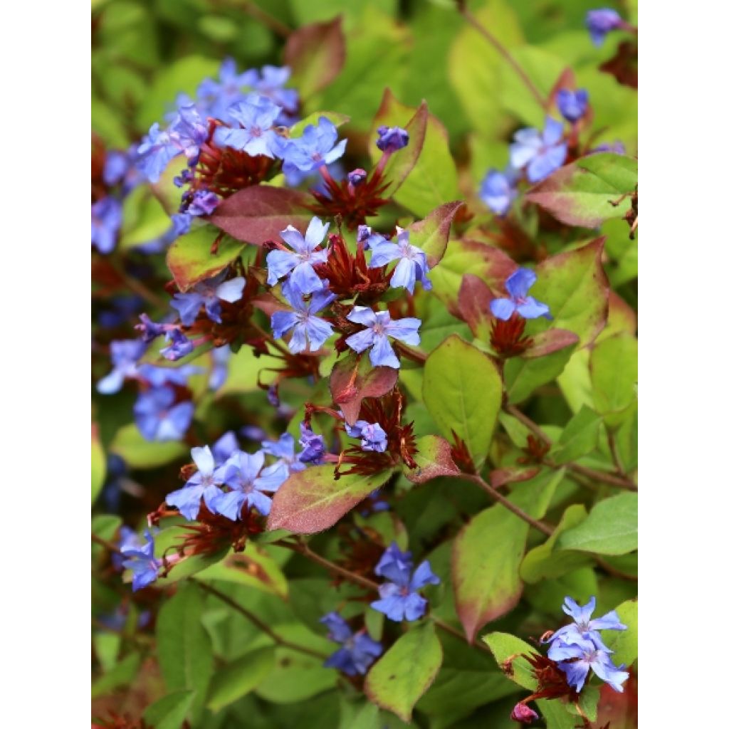 Kalliosinikko - Ceratostigma plumbaginoides