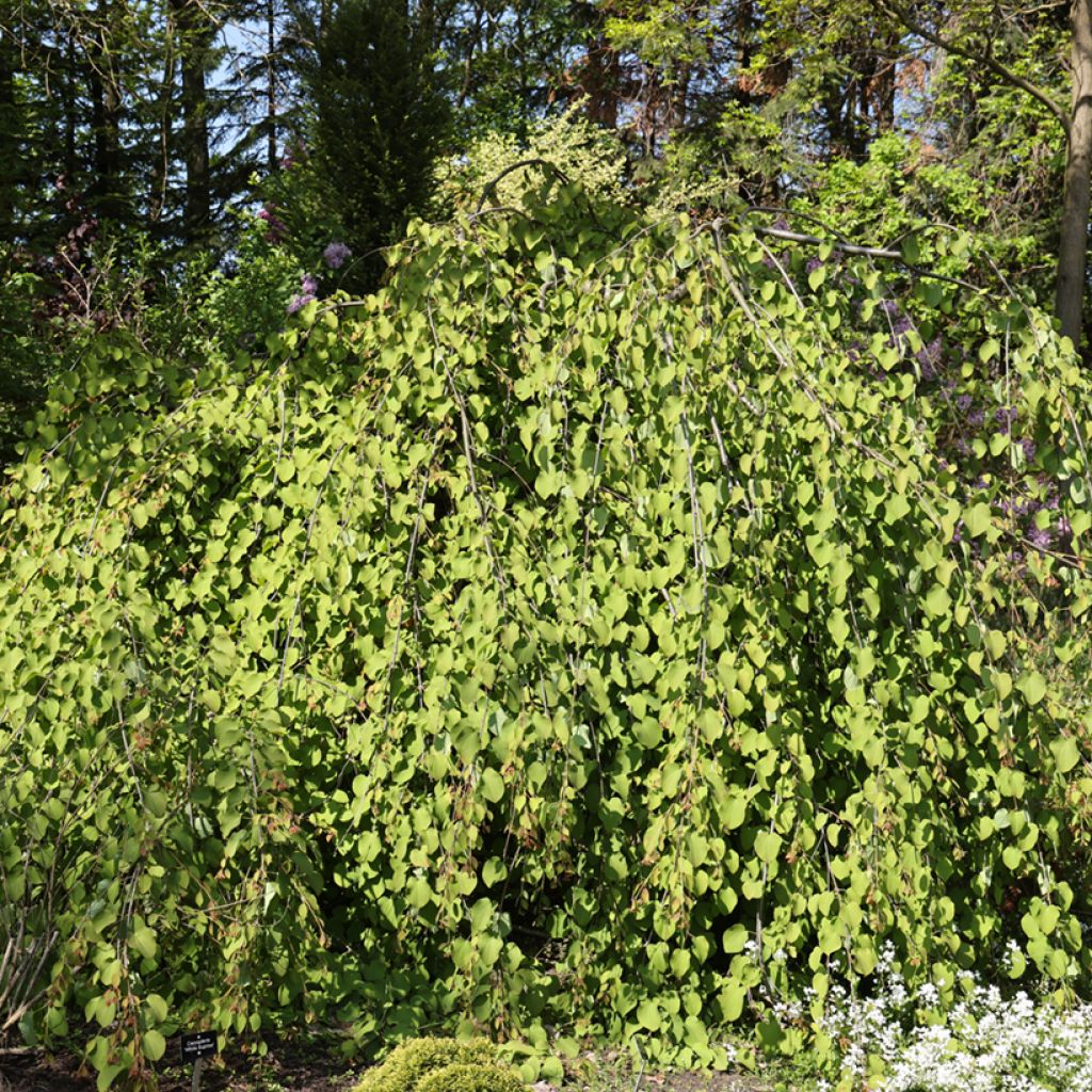 Katsura Amazing Grace