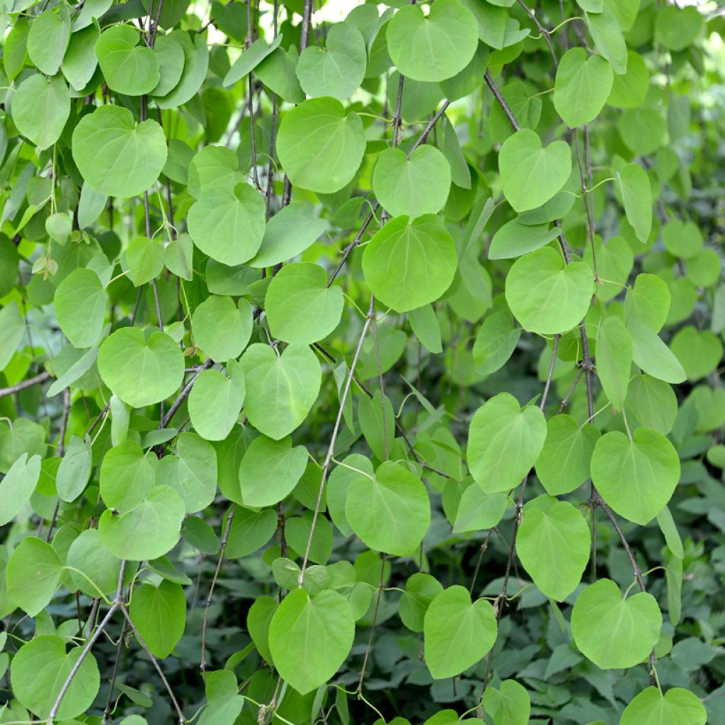 Katsura Pendulum