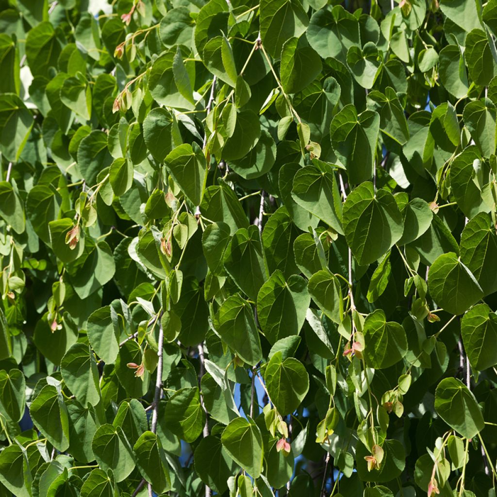 Katsura Pendulum