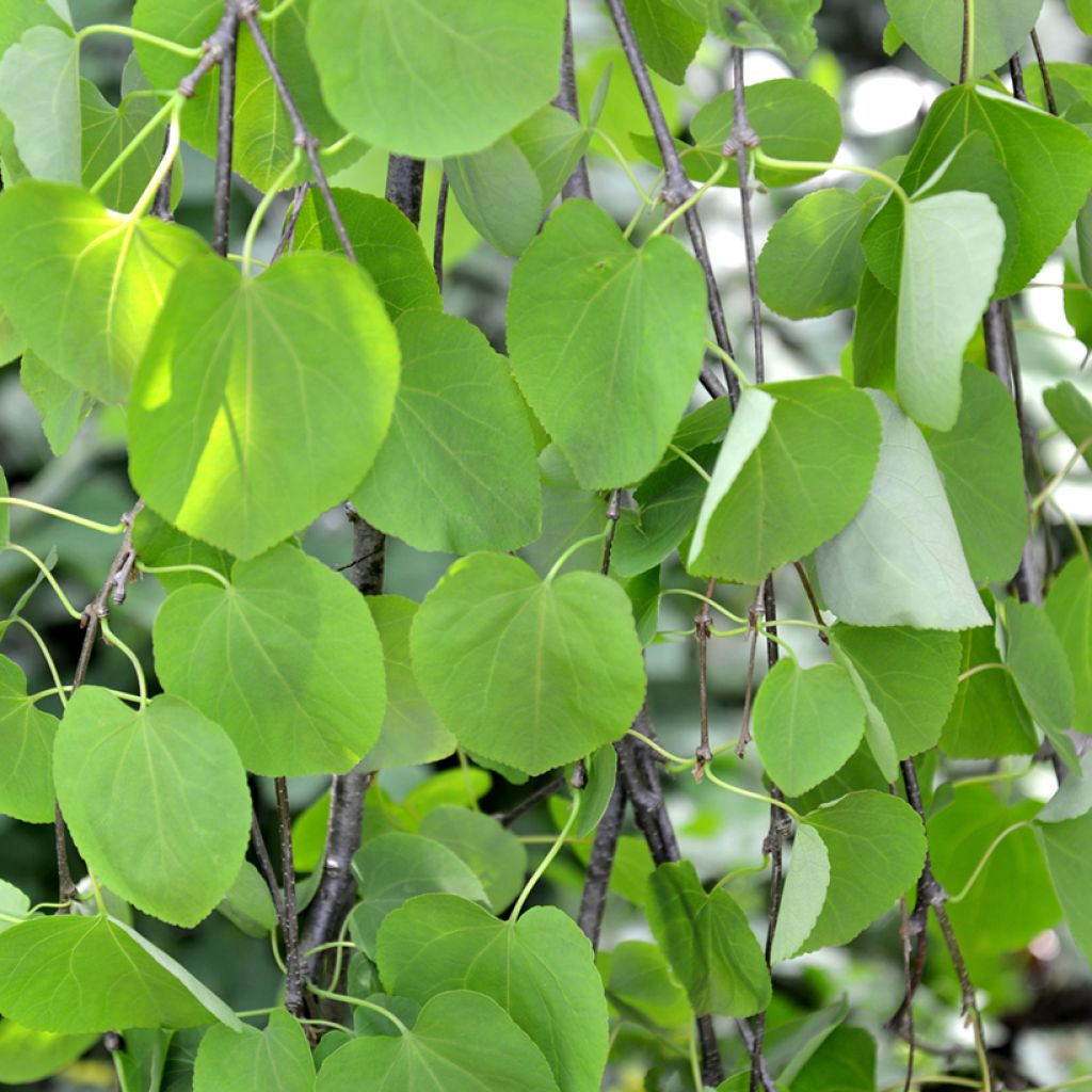 Katsura Pendulum