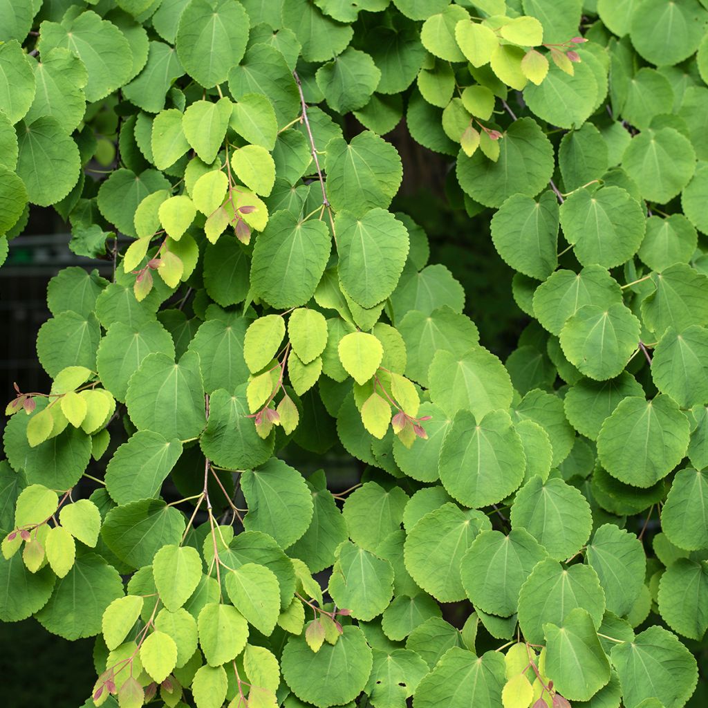 Katsura (siemenet) - Cercidiphyllum japonicum