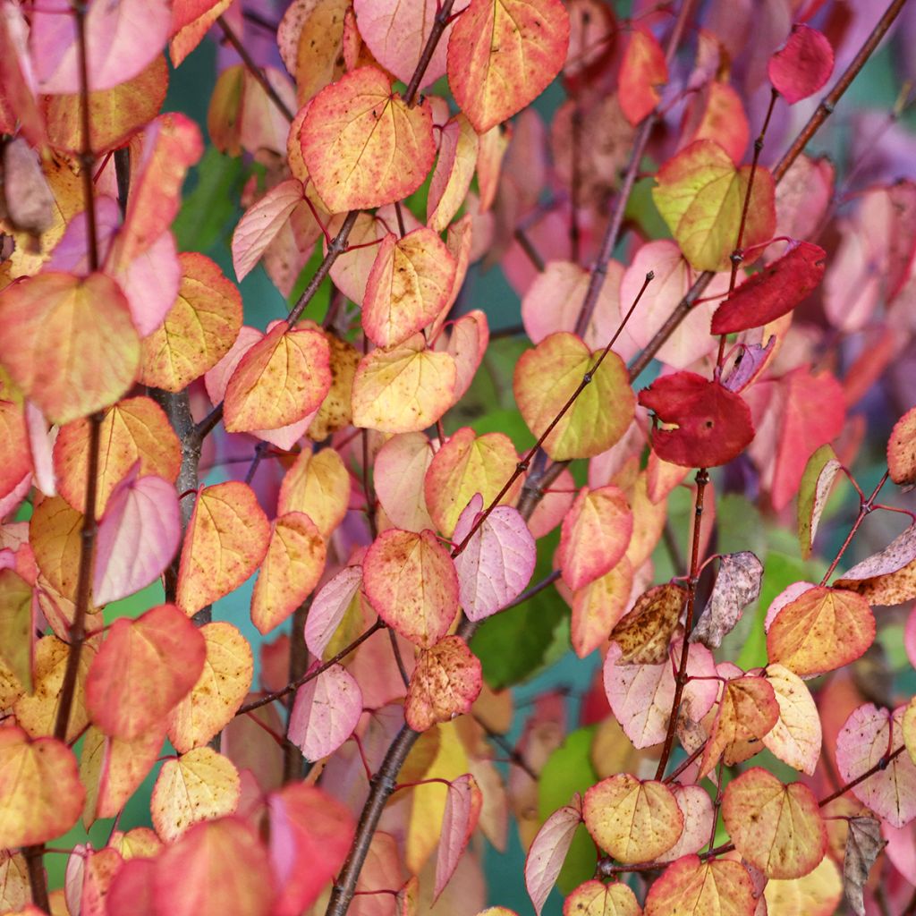Katsura (siemenet) - Cercidiphyllum japonicum