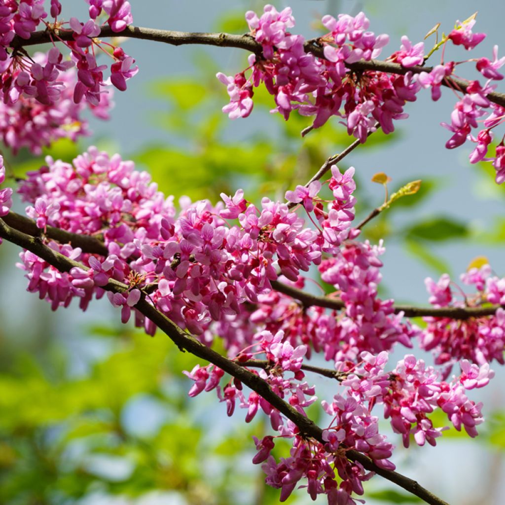 Amerikanjuudaksenpuu Tennessee Pink