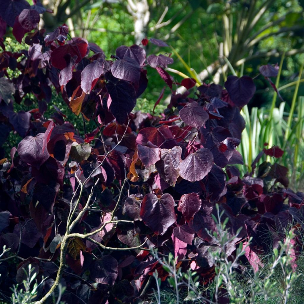Amerikanjuudaksenpuu Forest Pansy