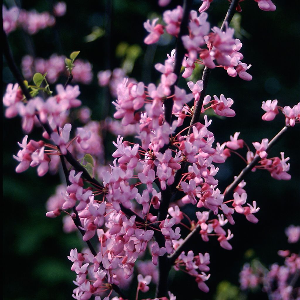 Amerikanjuudaksenpuu - Cercis canadensis