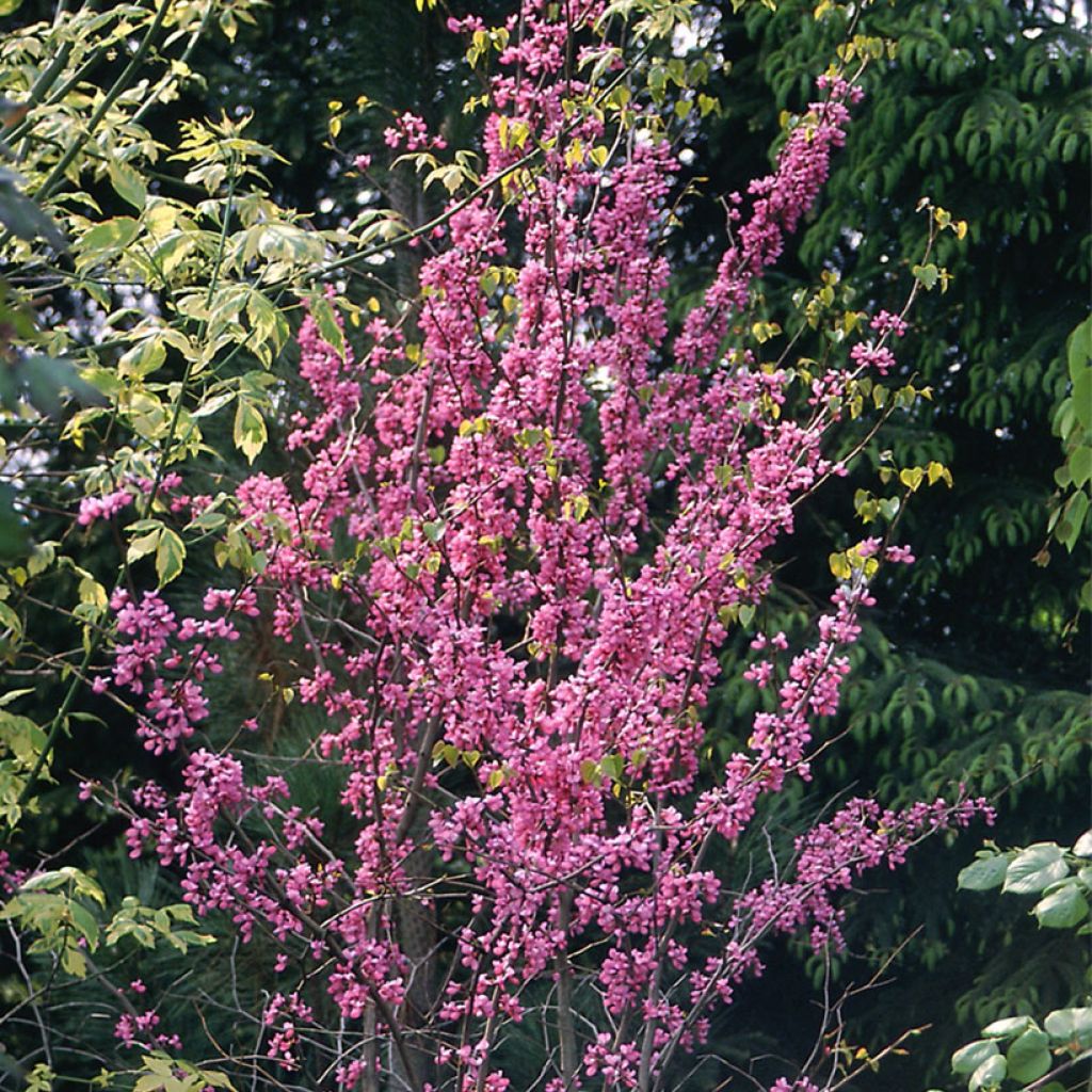 Amerikanjuudaksenpuu - Cercis canadensis