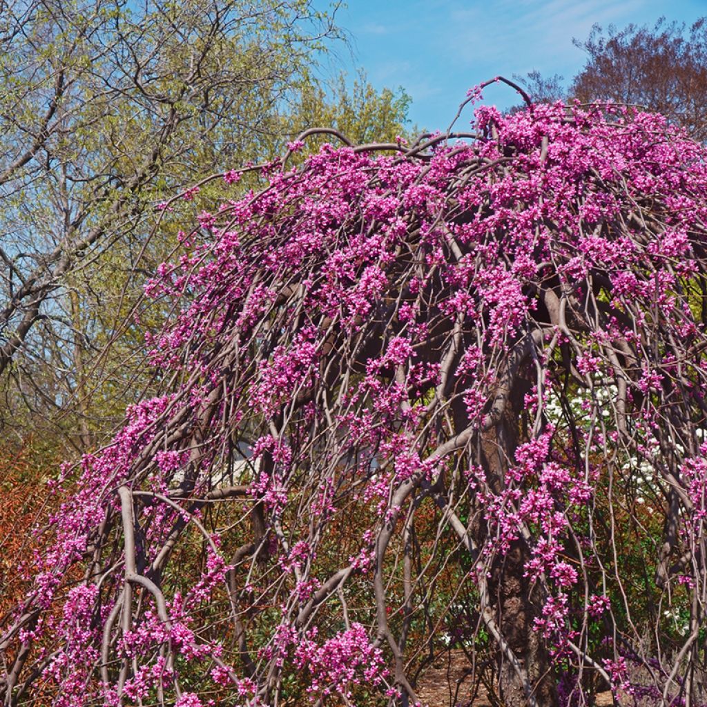Amerikanjuudaksenpuu Lavender Twist