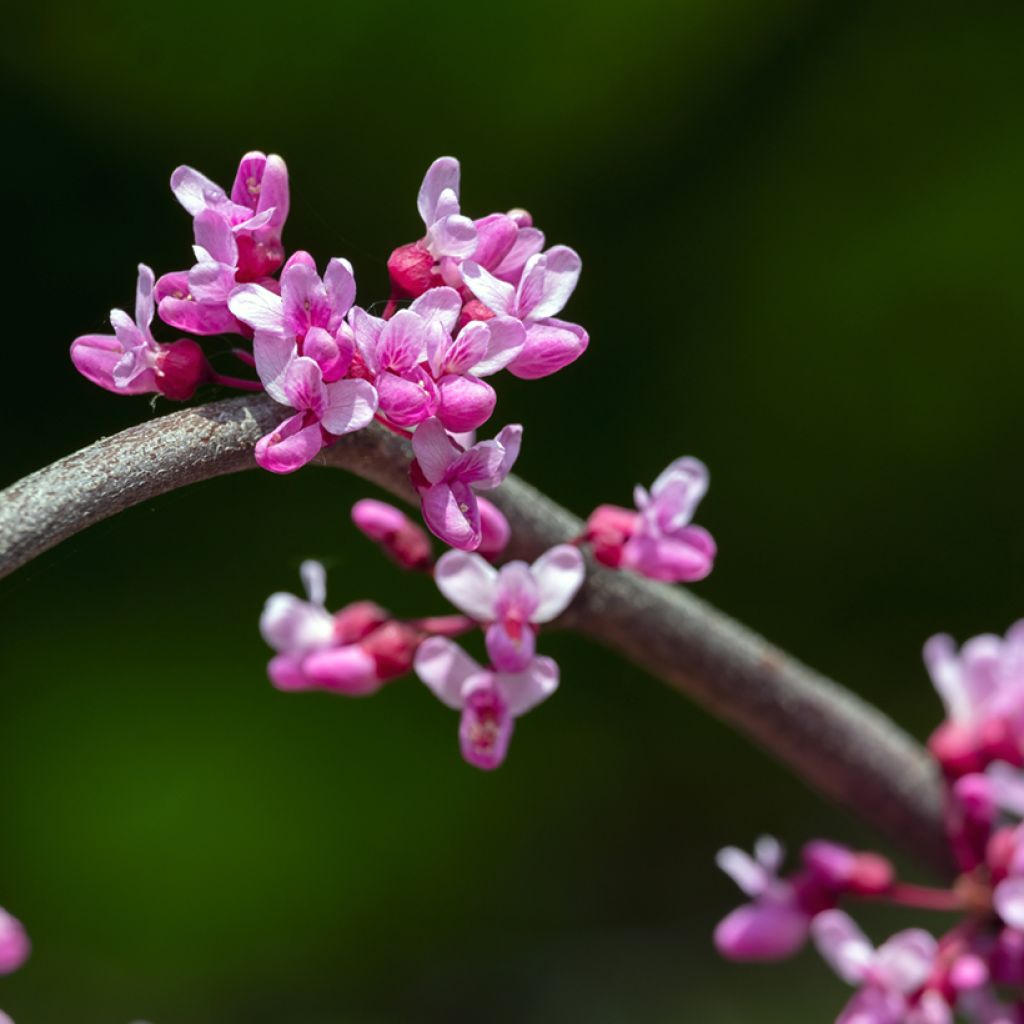 Amerikanjuudaksenpuu Lavender Twist