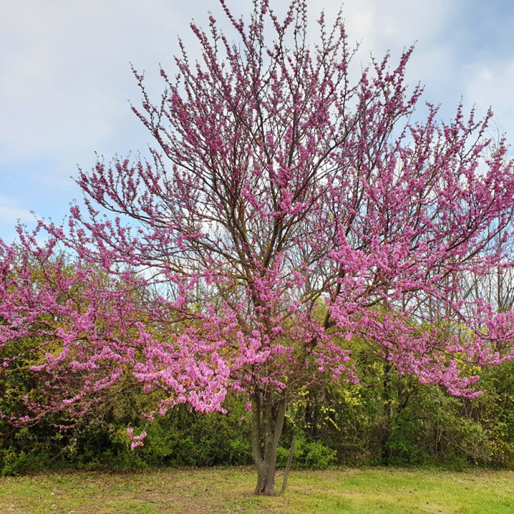 Juudaksenpuu - Cercis siliquastrum