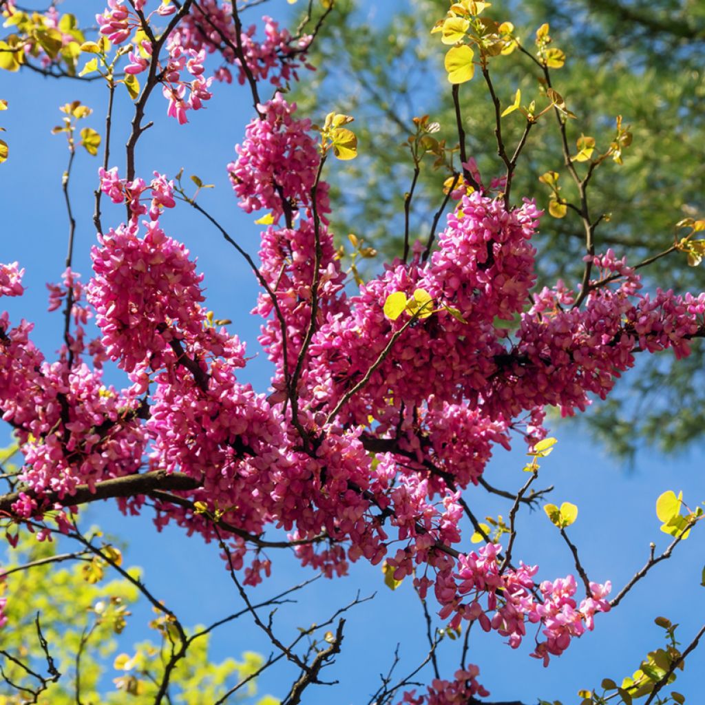 Juudaksenpuu - Cercis siliquastrum
