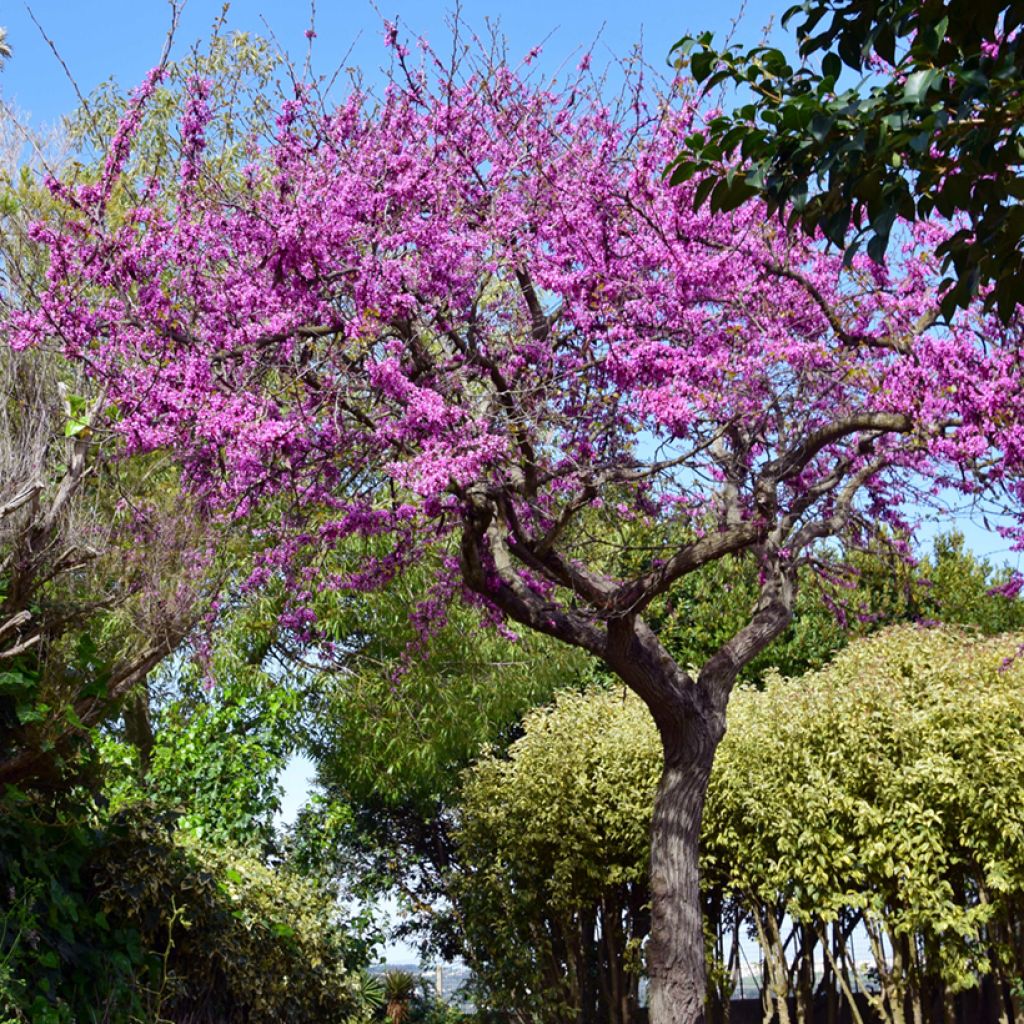 Juudaksenpuu - Cercis siliquastrum