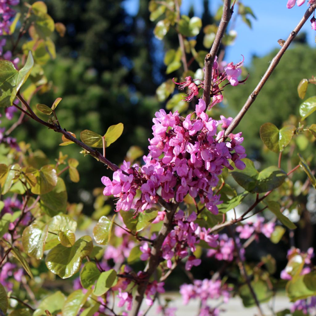 Juudaksenpuu - Cercis siliquastrum