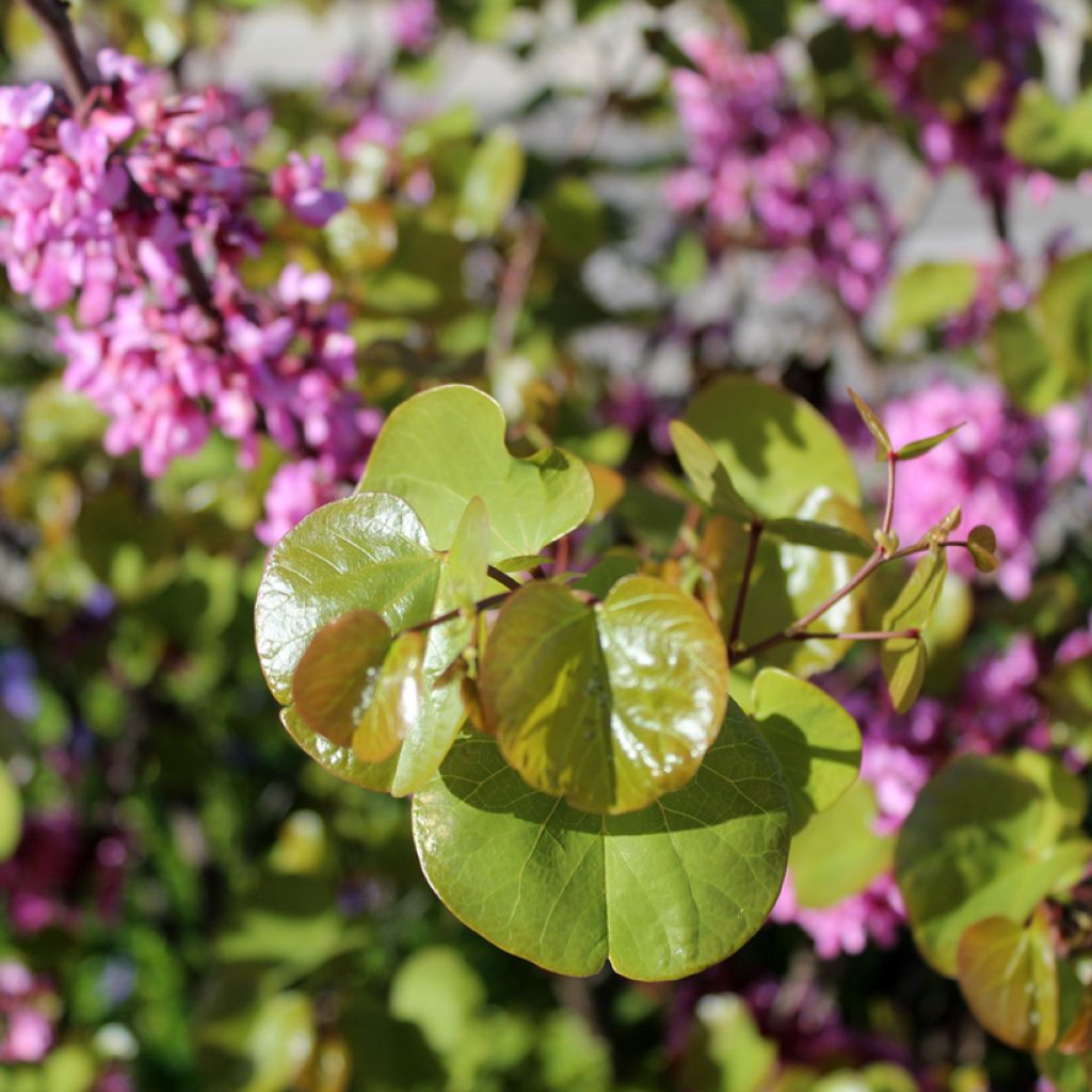 Juudaksenpuu - Cercis siliquastrum