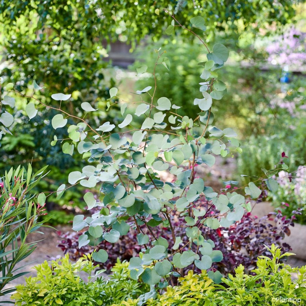 Cercis griffithii Blue Lagoon
