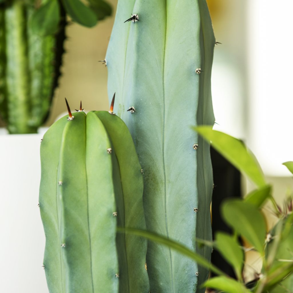 Pylväskaktus - Cereus peruvianus