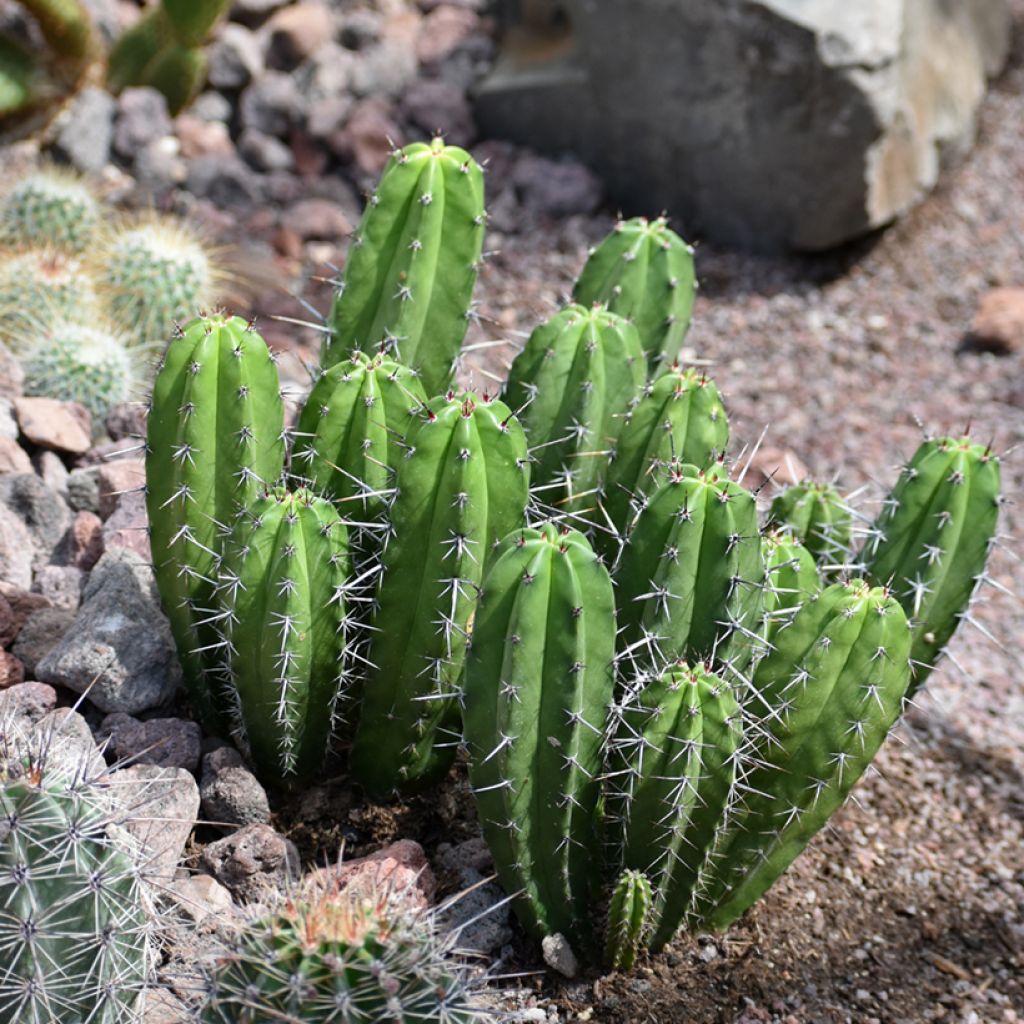Pylväskaktus - Cereus peruvianus