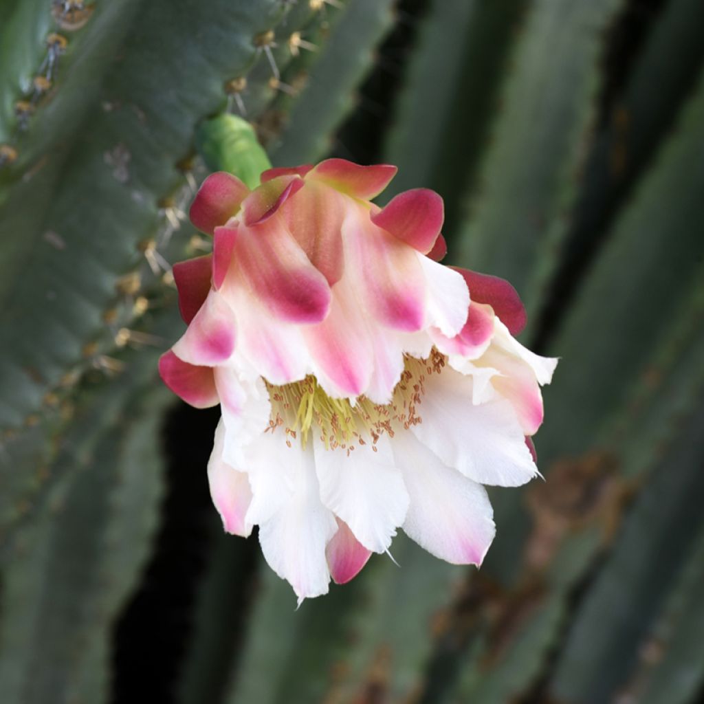 Pylväskaktus - Cereus peruvianus