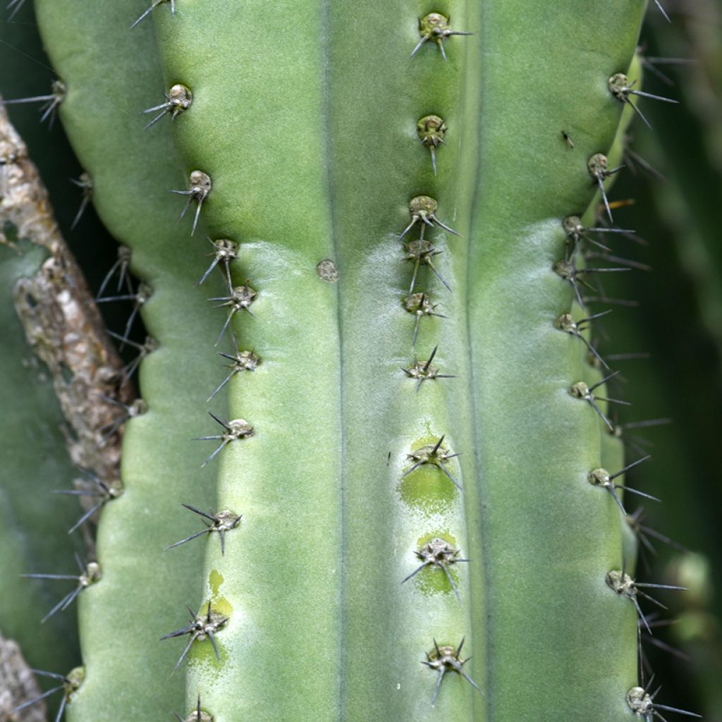 Pylväskaktus - Cereus peruvianus