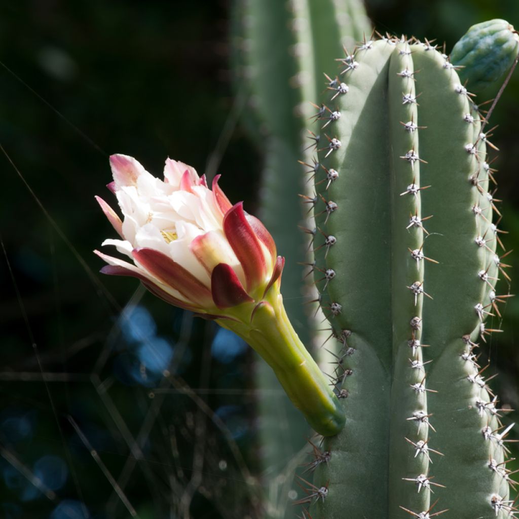 Pylväskaktus - Cereus peruvianus