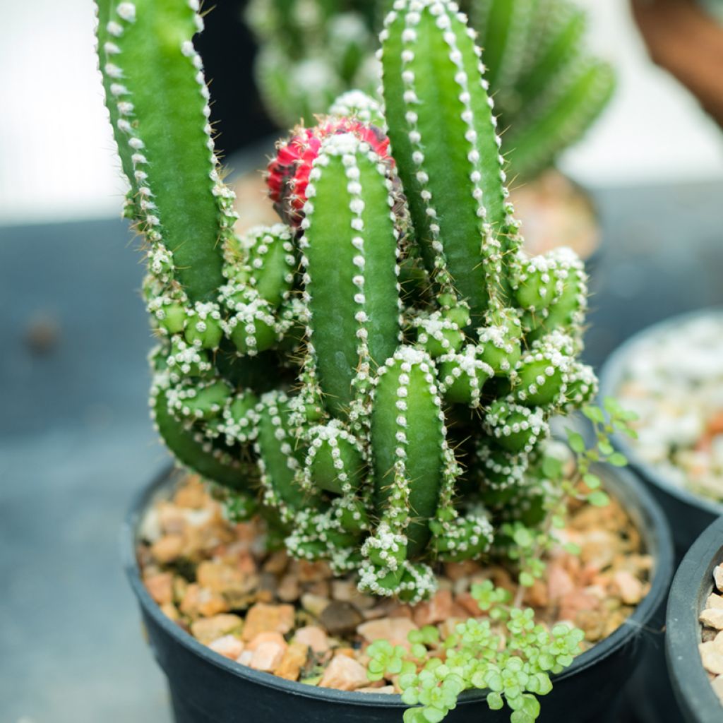 Pylväskaktus - Cereus peruvianus