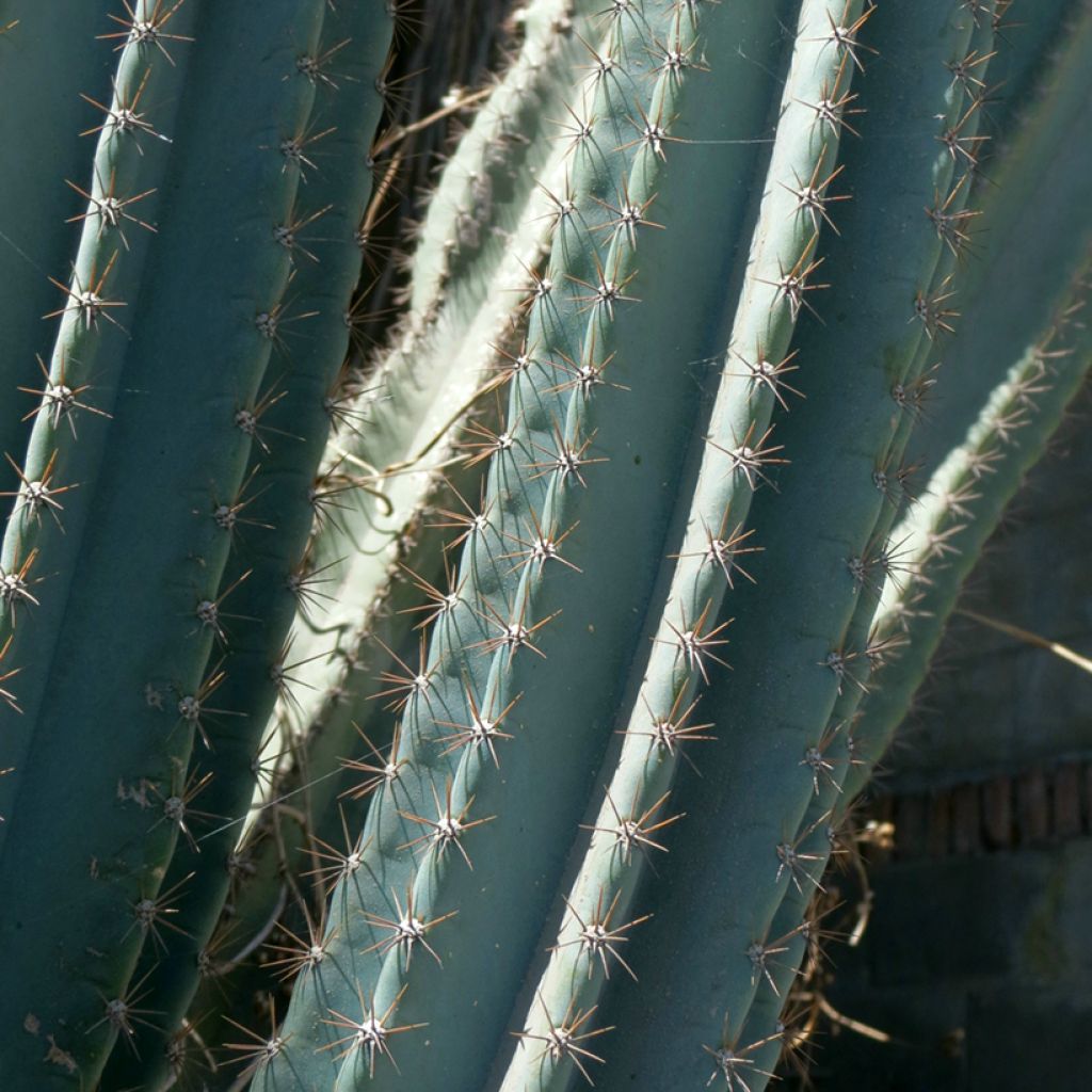 Pylväskaktus - Cereus peruvianus
